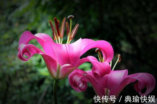 百合花|养百合花真上瘾，长的快、开花多，寓意还好，每个品种都想养！