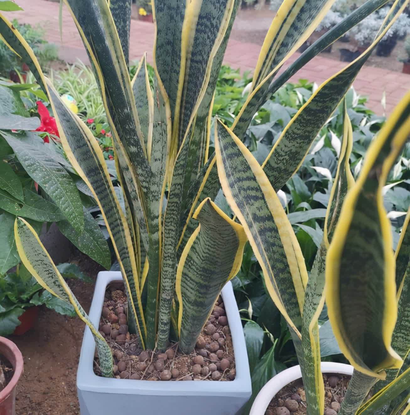 土壤|立春后,虎皮兰迟迟不出芽怎么办?满足4点,侧芽接连往外冒