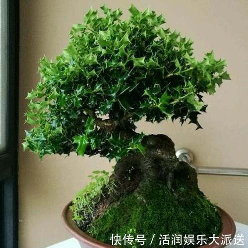 大动作|家养一盆枸骨盆景,叶片青翠风景好,从年头赏到年尾!