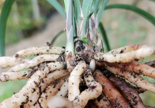 树桩|促使兰花发芽的方法,离不开3个要素,20天就见效