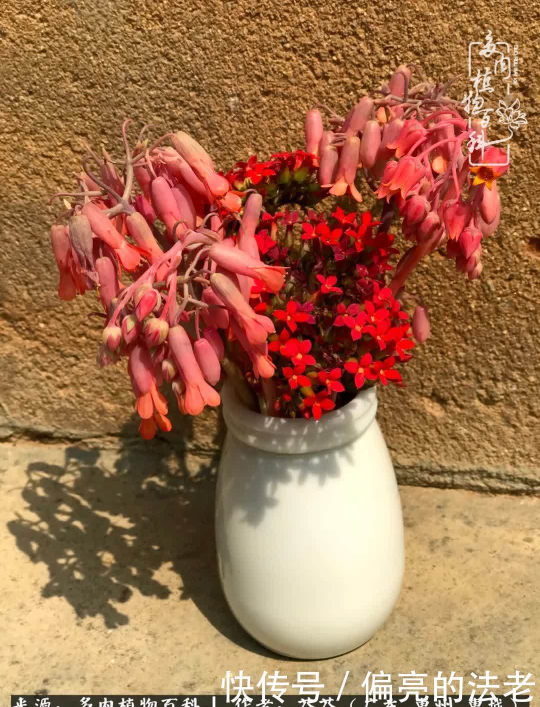 养花|一种爱好就是一种境界,养花养多肉可以培养一个人的心境!