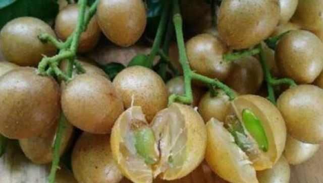 南方特有的水果,北方人不敢下口,南方人却爱不释口