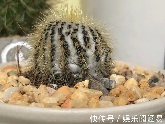 10种不能淋雨的花,淋完雨就死,盆栽养花注意事项