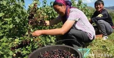 黑加仑|农村山上一种野果可以降血压,专家瞅了眼,营养价值高,30一斤