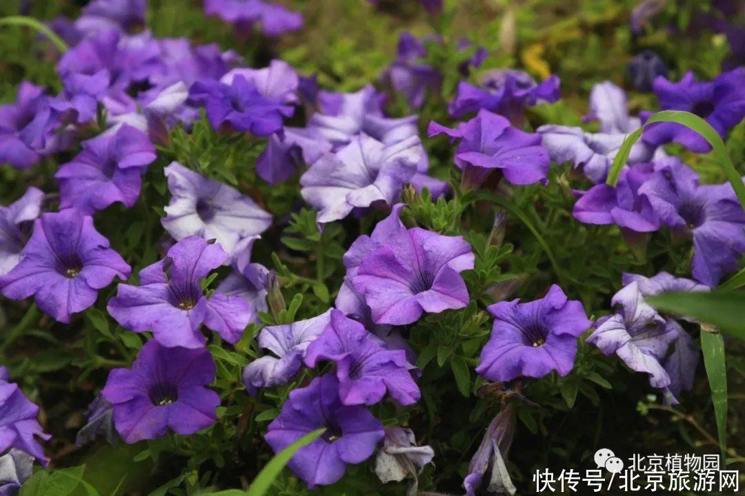 夏日|京城夏日的缤纷花境！童话世界竟然就在我们大北京？