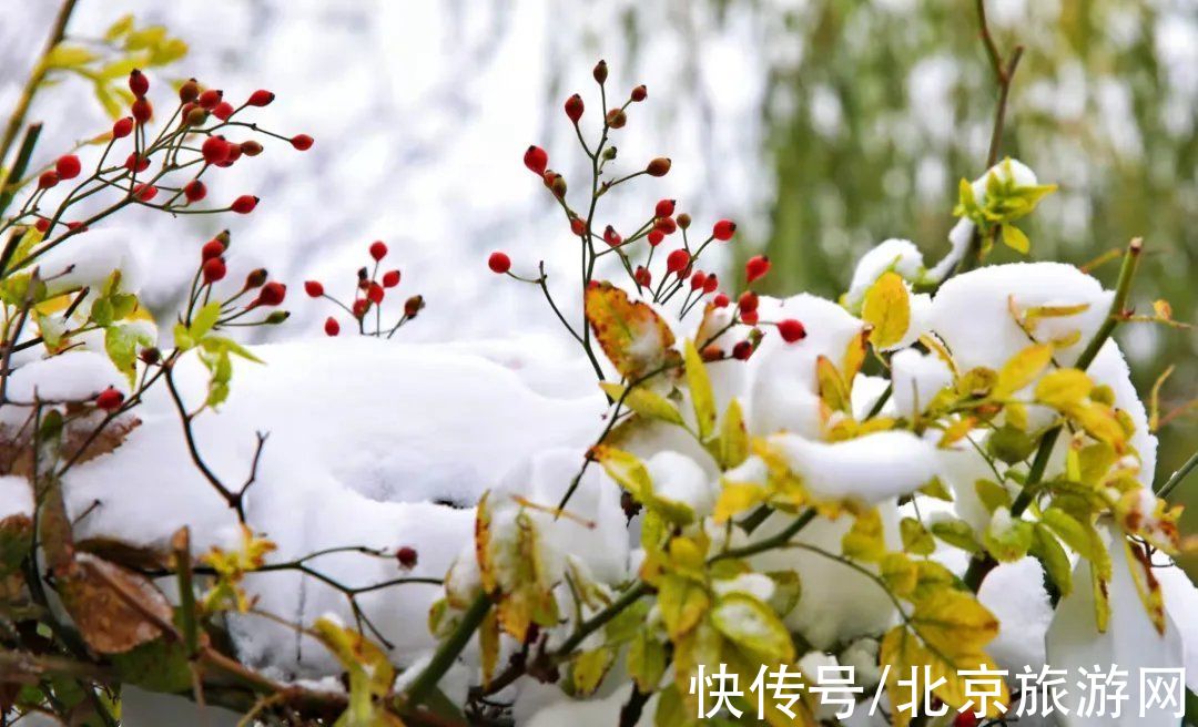 白雪世界|雪色与秋色荟萃出自然之美！