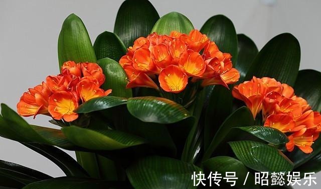 “熟芝麻”,把君子兰养坏了,开了3朵花,叶子变成连外颜色了。