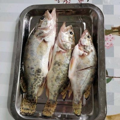 成品|红烧鳜鱼才是“真正的补钙菜”！紫菜虾皮逗靠边站