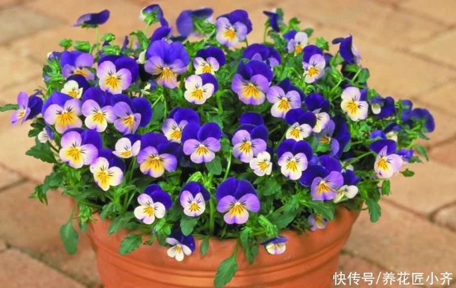 6种漂亮的花，吊着养最合适，能够开成“花球”，太美了