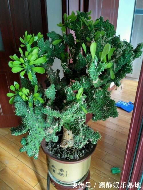 5种霸气花,个个“丑八怪”却吉利镇宅,丢在角落不管,一样爆棚