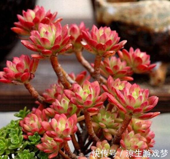 秋天养盆多肉红稚莲，叶片红似火，养成小老桩，美极了