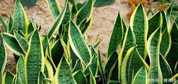 厨房这些东西用来养虎皮兰,很快长出侧芽一盆变几盆,省钱又方便!