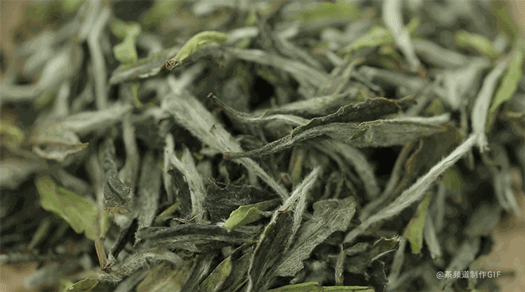 滋味|茶的鲜味从何而来？