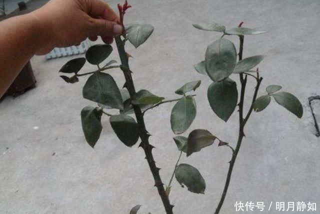 这样剪几刀,枯萎的花立马冒新芽,10天就能蹭蹭开花