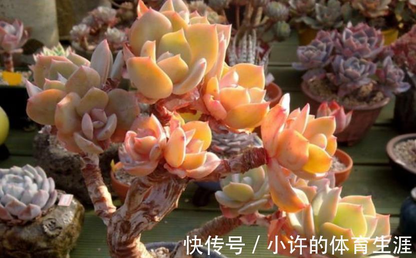 多肉白凤有个小机关，及时打开长势好，轻松养成悬崖桩