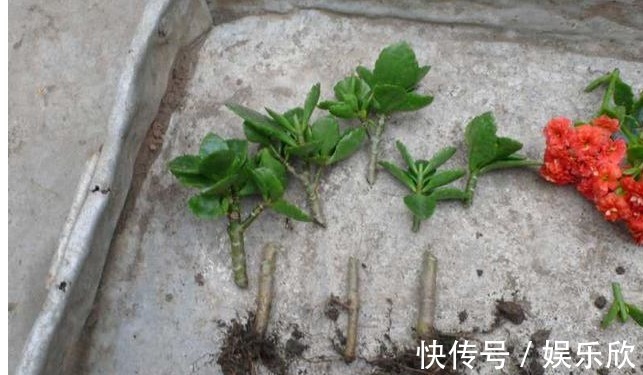 长寿花|怎么样才能让长寿花开花多，植株又矮小，方法很简单，了解一下