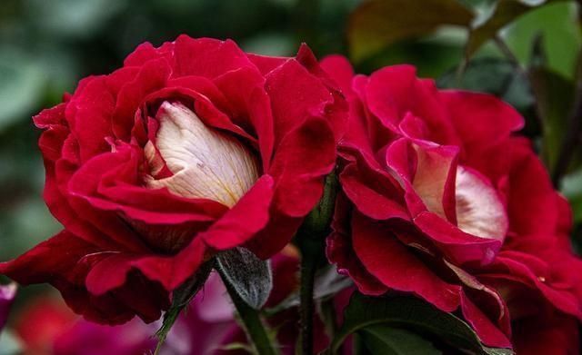 复合肥|夏天养月季不能施肥别搞错,会错失好几拨花开