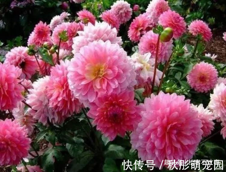 家里种这些花朵,花开繁盛惹人爱,养出漂亮花海,值得拥有