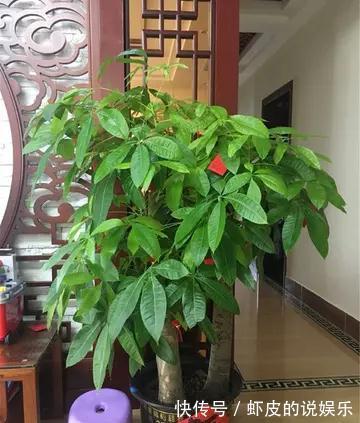 空气|12种“健康花”,家里没太阳,照样长爆盆,贵气漂亮,旺家又养人