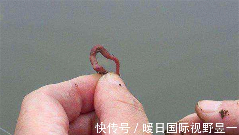鲫鱼|用“虫饵”野钓鲫鱼,不用担心饵料不到底,用子线夹铅就能搞定!