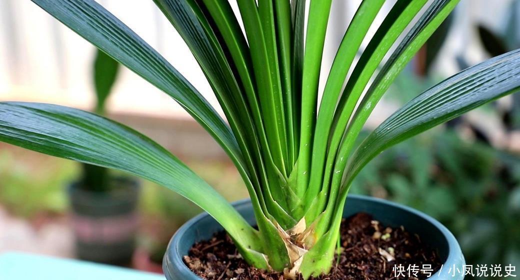春天养君子兰,2个地方剪一剪,补上1种肥,植株越长越旺