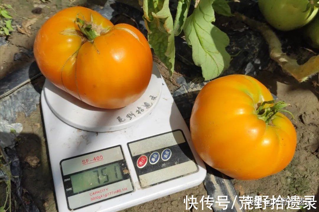 番茄的历史和有趣的事实