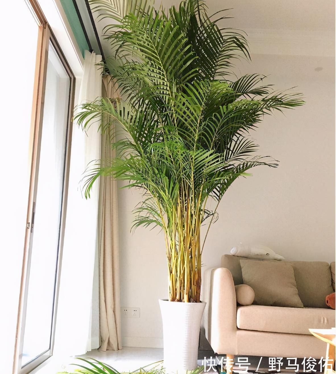 橡皮树|客厅养花，就养“大树”，2年长成“绿巨人”，优雅漂亮，品位佳