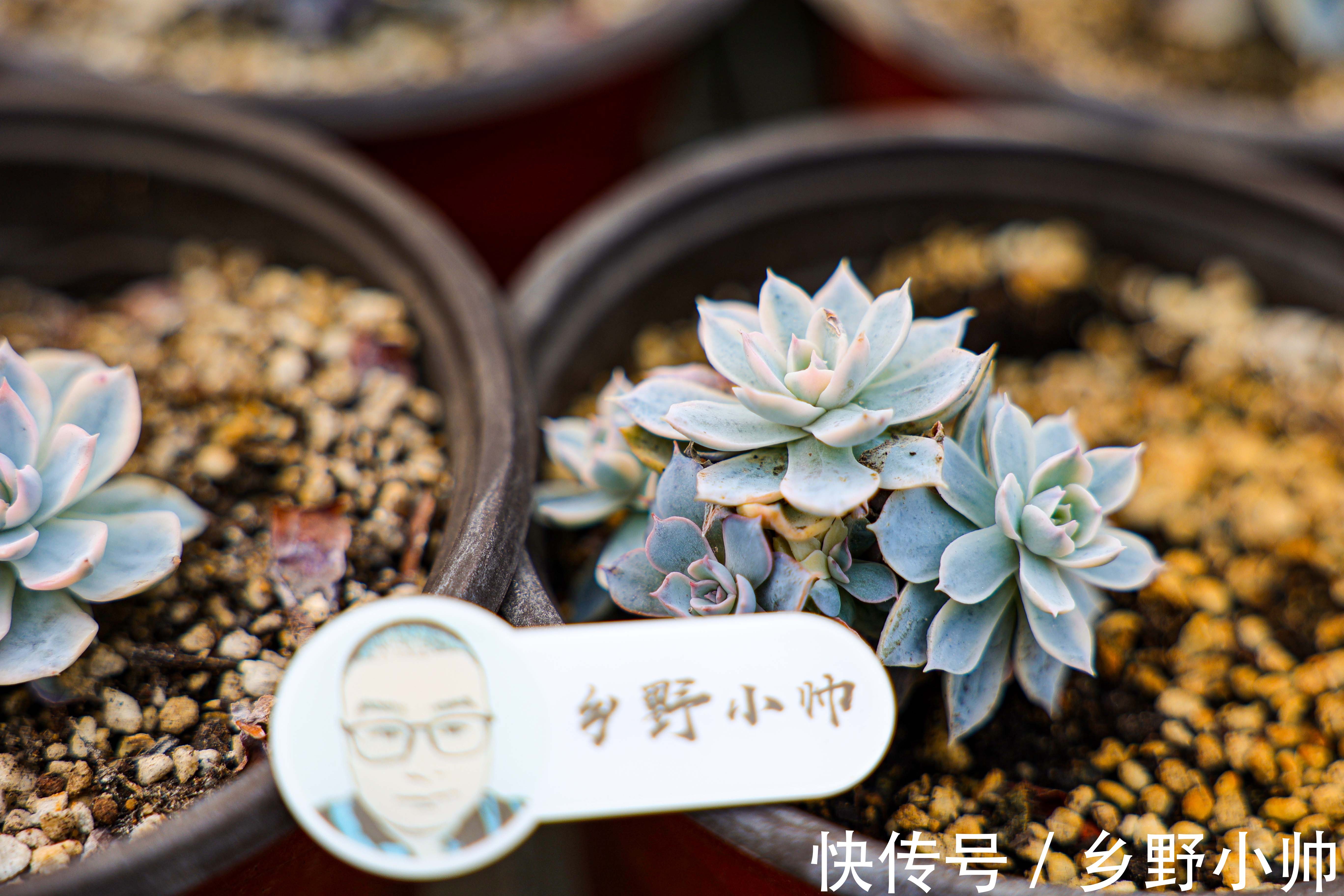 视频引发热议,小帅介绍皮氏锦正确养护姿势 ,四季都在生长的多肉