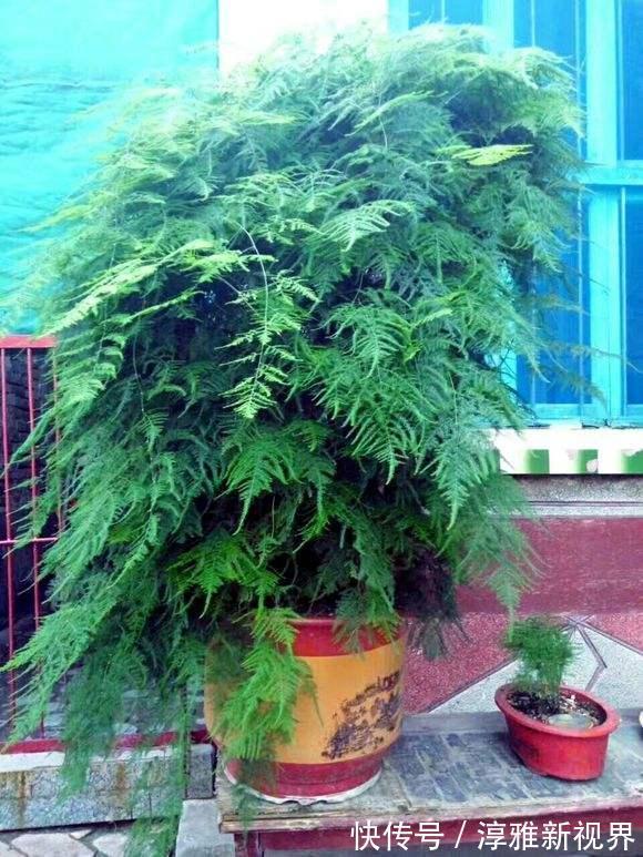 仙客来|路边大树下，有养花万能土，用来养文竹，一年窜一米，长成巨无霸