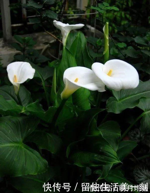 伞竹|4种花“嗜水如命”,一刻也不能断水,缺了就蔫,看看你家有吗!