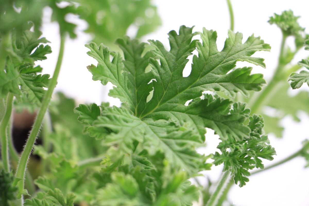 这种花能吃虫子？家里养了一盆，蚊虫全都不见了