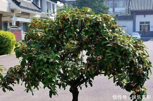 家中有3种花卉盆栽，趁早搬到阳台上晒一晒，枝叶越长越旺盛