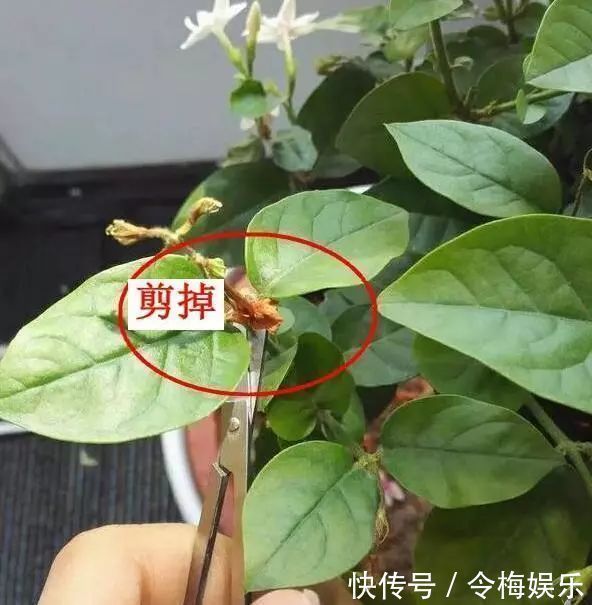 花儿|“养花杀手”通常都有的几个臭毛病，难怪养啥死啥，新手要留心了