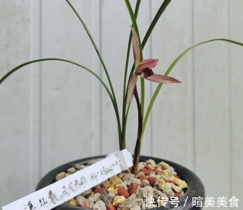 艺兰|这三种兰花,花旺人更旺,花红浓香,百看不厌,是冬日养兰首选