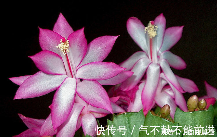 叶片|蟹爪兰叶片薄还不开花学会三招很重要，开花量大容易满盆