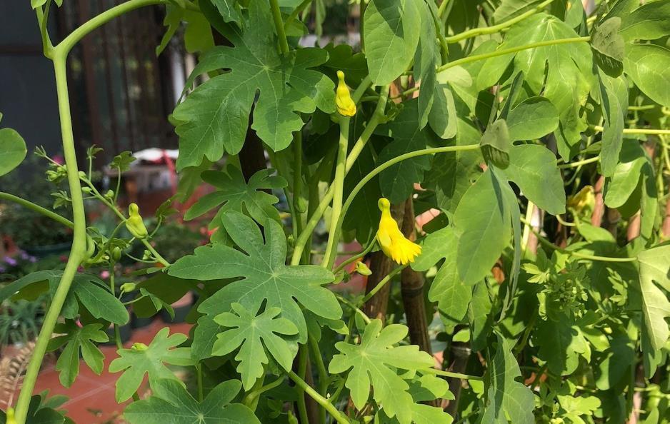 根系|99%的花是被浇死的，教你如何正确浇水，永远不再养死花