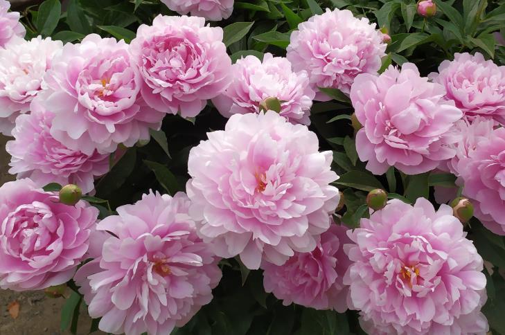 大花|花朵碗口大,喜欢看大花的别错过