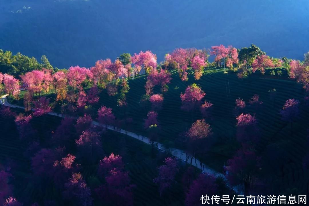 樱花|无量山2000亩的樱花开了，等你来