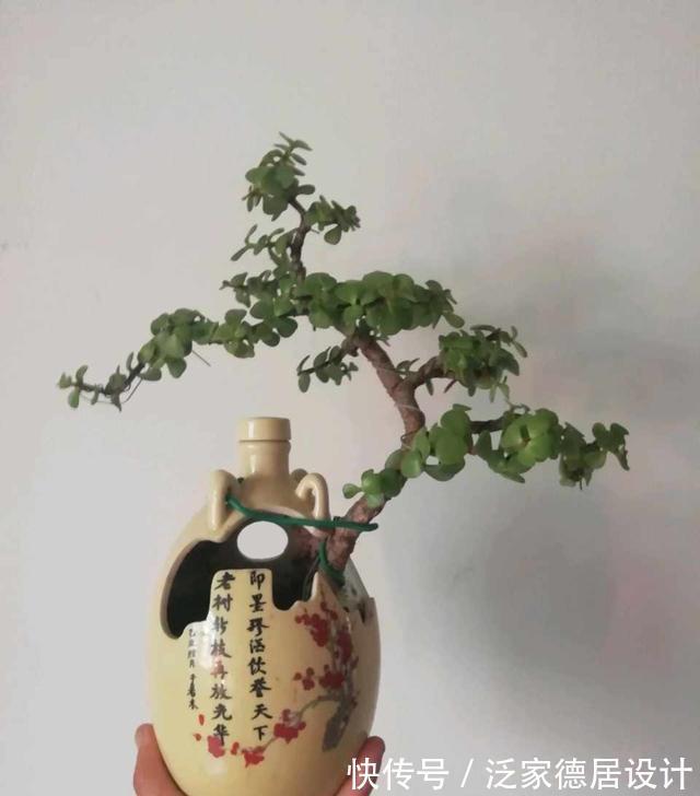 微酸性|金枝玉叶黄叶掉叶,掌握一招,叶绿花繁,颜值高