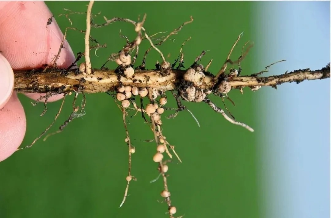 自制|养兰花的肥料可以自制吗?自制氮、磷、钾肥,真的不太难