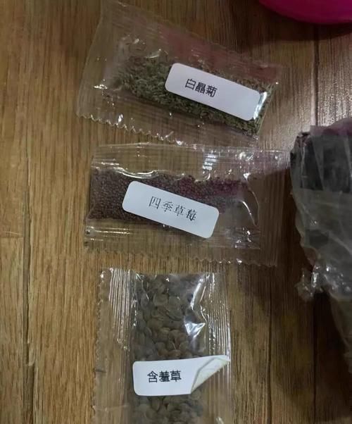  买花，千万别买种子，运气好“十种二出”，运气不好全军覆灭