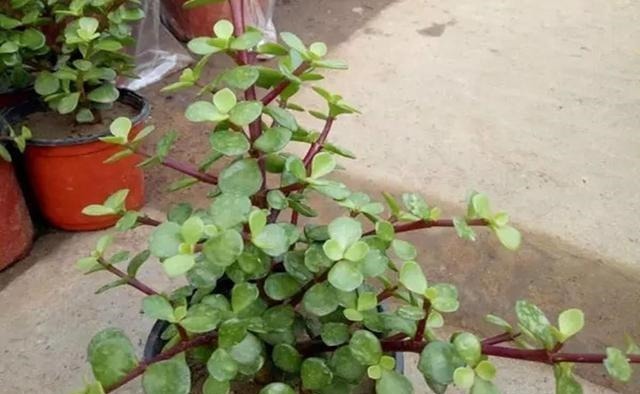 真正懂花的人,都会养这3种花,爆盆快寓意好还能养人