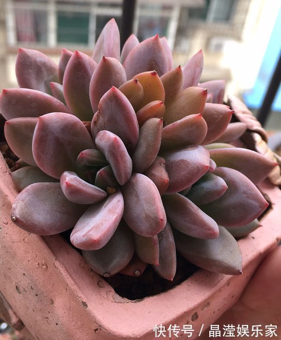 多肉|养多肉的盆土板结硬邦邦不想换盆怎么办一根牙签，一根吸管搞定