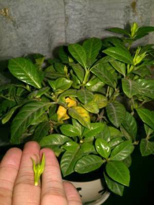 刚买的栀子花、茉莉花,哗哗掉叶子,学会3招,花苞又多又香