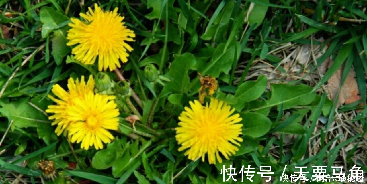 血糖|坚持每天吃一点，血糖稳稳不再升高，藏在你身边的天然“胰岛素”