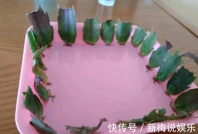 茶花|最近1个月,5种花赶紧“扦插”,生根快、长得旺,错过等明年