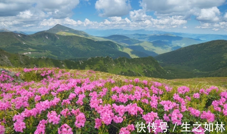 花海|心理测试：你想和你的TA在哪片花海里游玩，测你天生享什么好命？