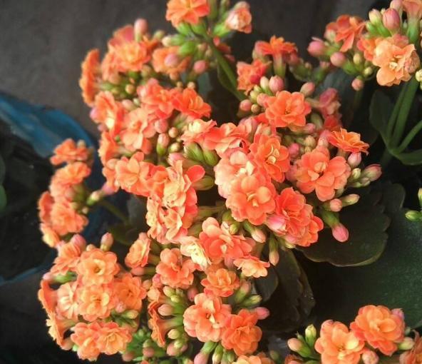 新手|老花匠“折磨”花有心得，花苞蹭蹭冒出来，不费心思新手都能操作