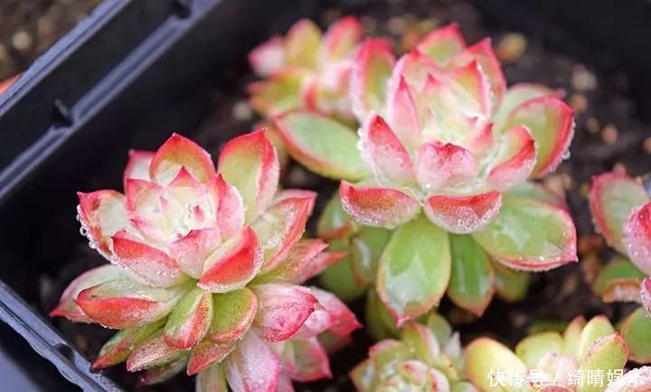 多肉养的胖嘟嘟,关键在浇水上,学学浇水小技巧,多肉长爆盆