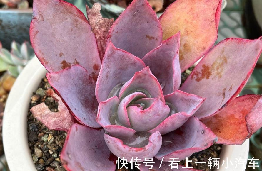 分享一些品种的养护技巧,赶紧收藏,刷过了就找不到啦